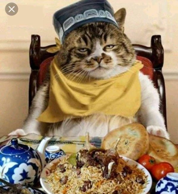 толстый котик с едой