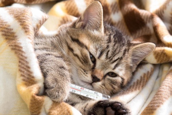 кошка болеет