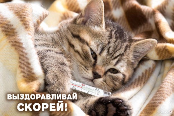 выздоравливай котенок