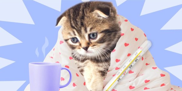 болеющий кот