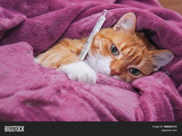 болеющий кот