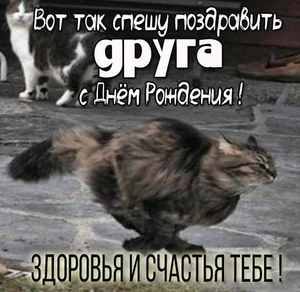 коты бегут