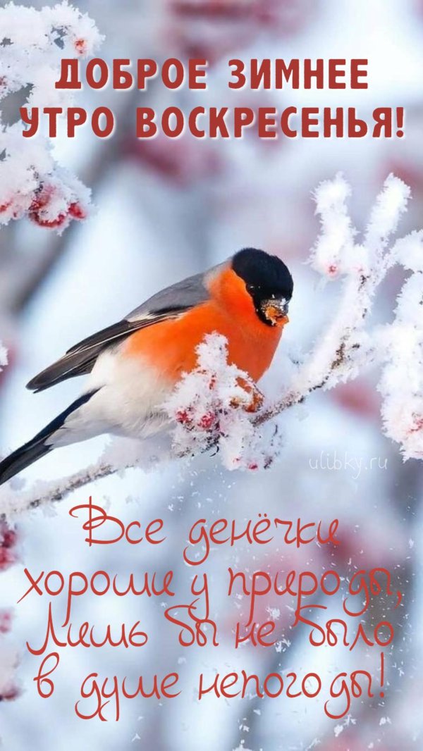 с добрым морозным утром пожелания