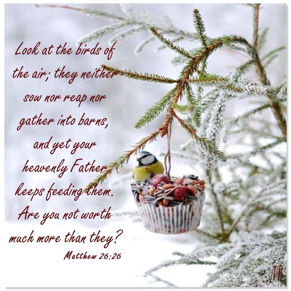 птица зимняя