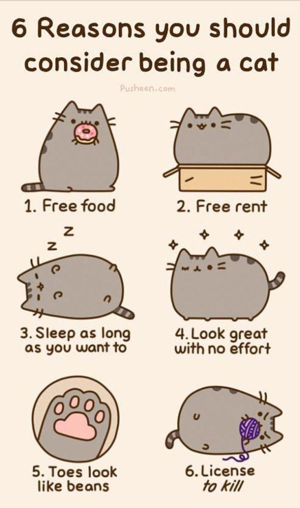 cat pusheen