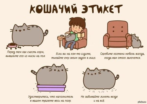 cat pusheen