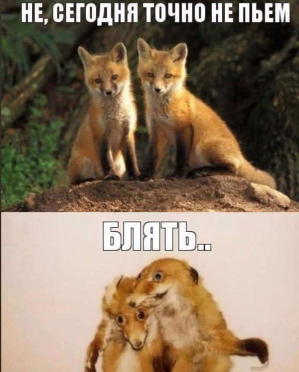 лиса прикол