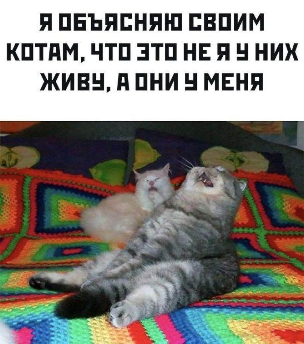 коты демотиваторы
