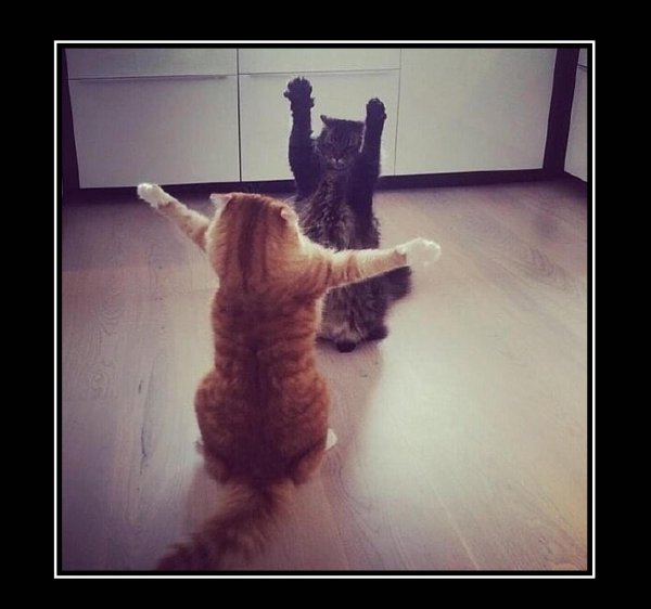 коты танцуют