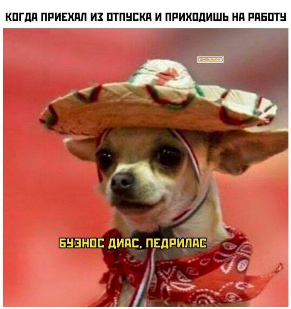 буэнос диас педрилас