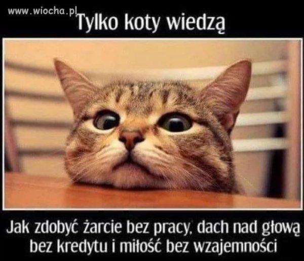 котики демотиваторы