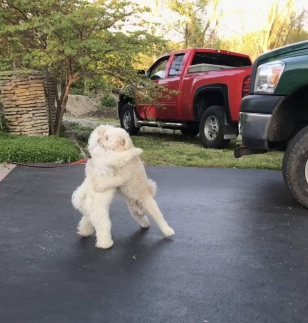 собака веселая