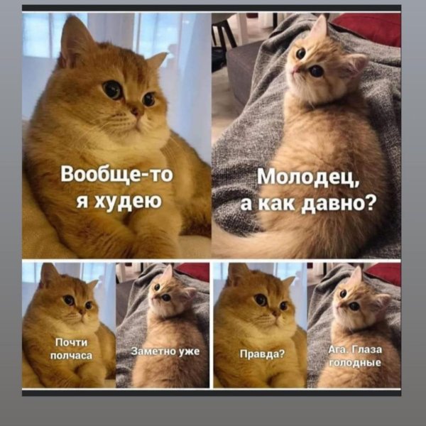 британская шиншилла