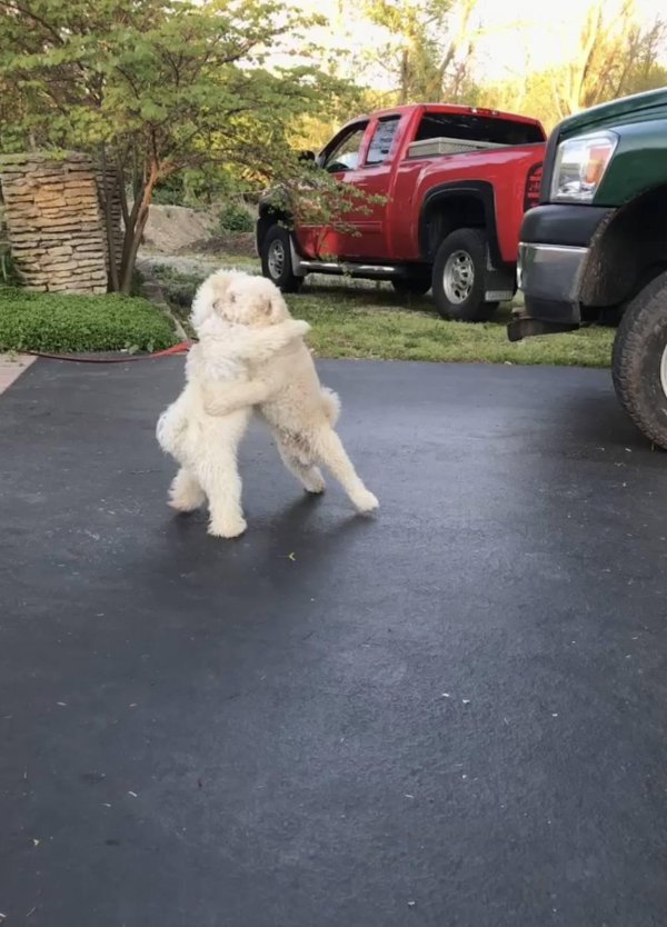 танцующая собака