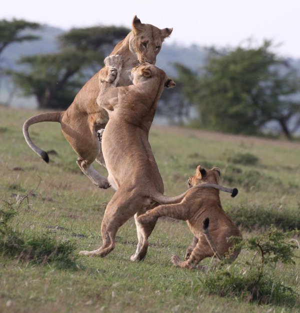 львица камуньяк