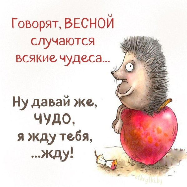 ежики смешные