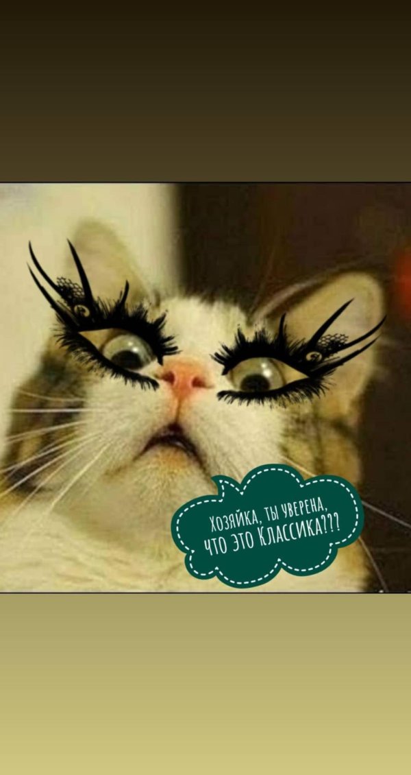 кошечка с ресничками