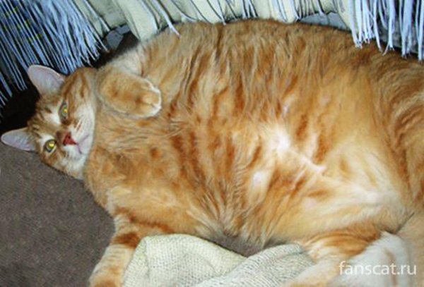 жирные коты
