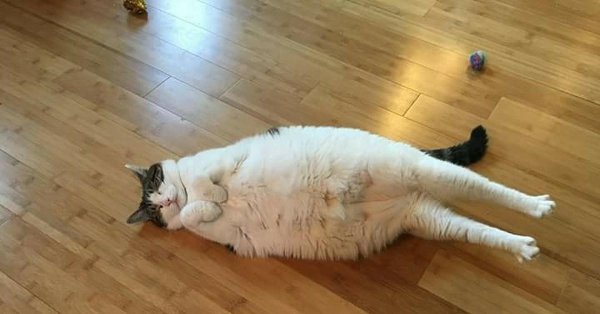жирные коты
