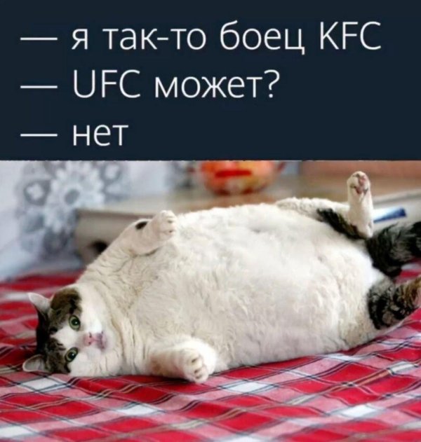 самые толстые коты