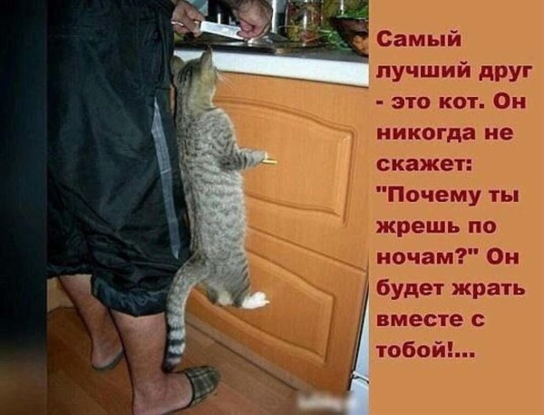 животные с юмором