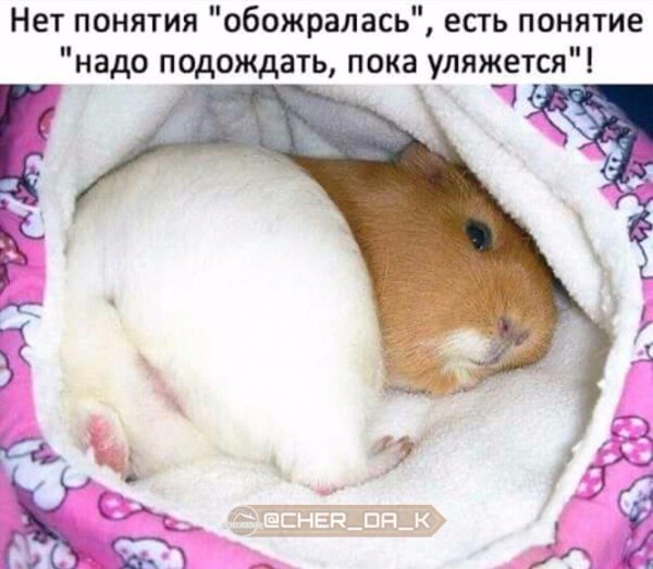 спящий джунгарский хомяк