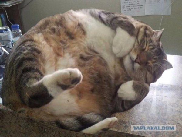 котики толстые