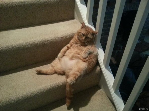 ленивые коты