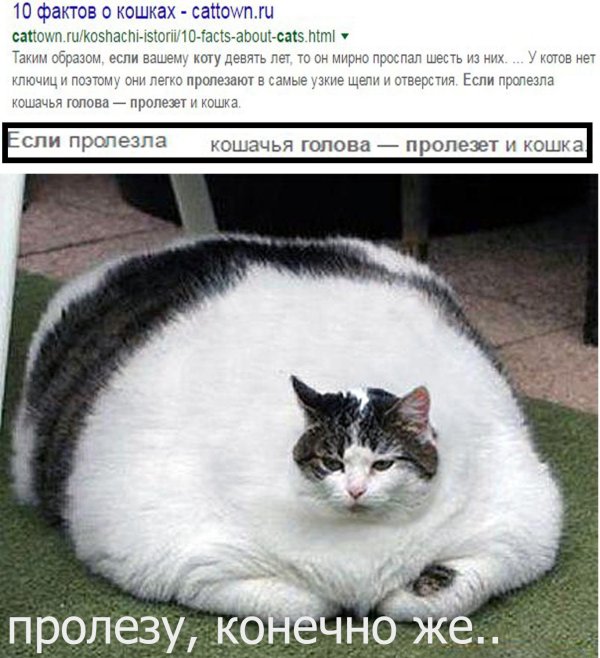 жирная кошка