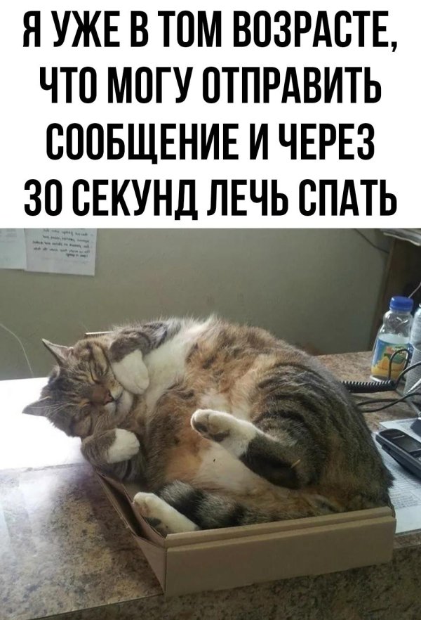 жирненький котик