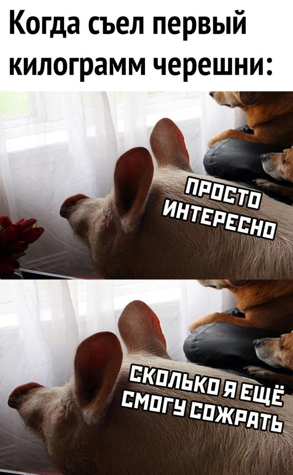 домашние свиньи