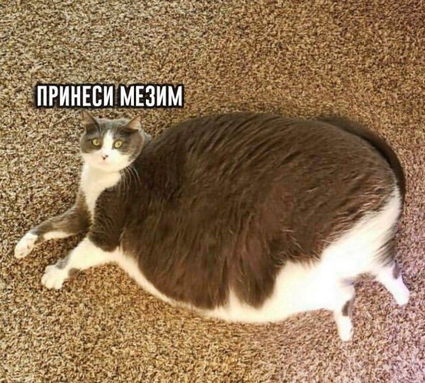 жирные коты
