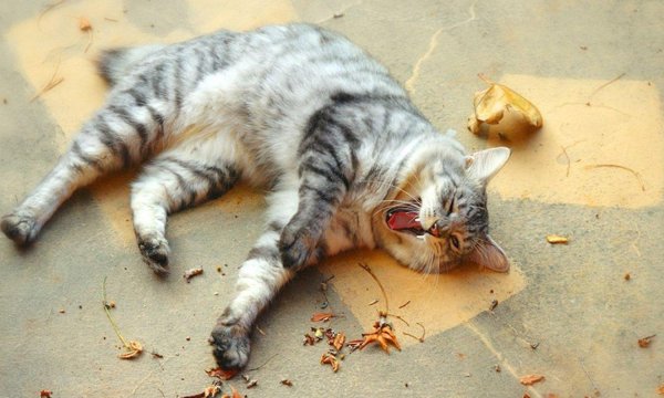 кошачья мудрость