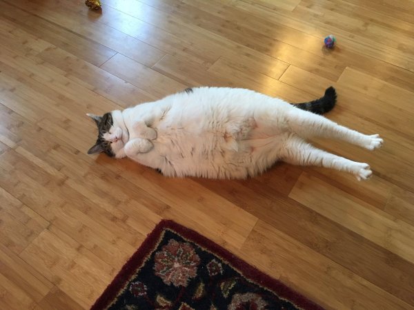 жирные коты