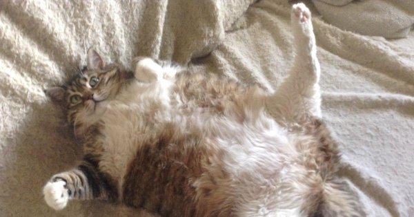 толстые котики