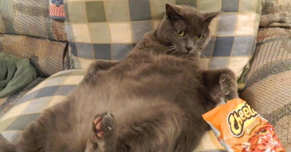 объевшийся котик