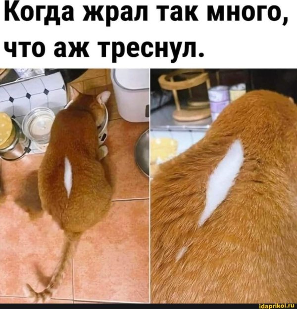 мемы и приколы