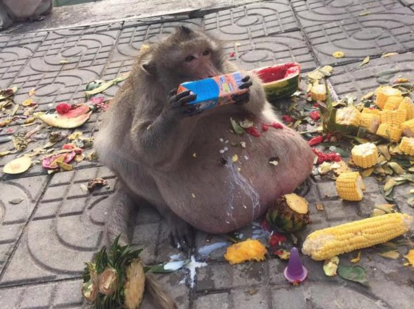 толстая макака