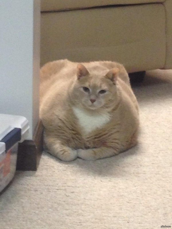 жирные коты
