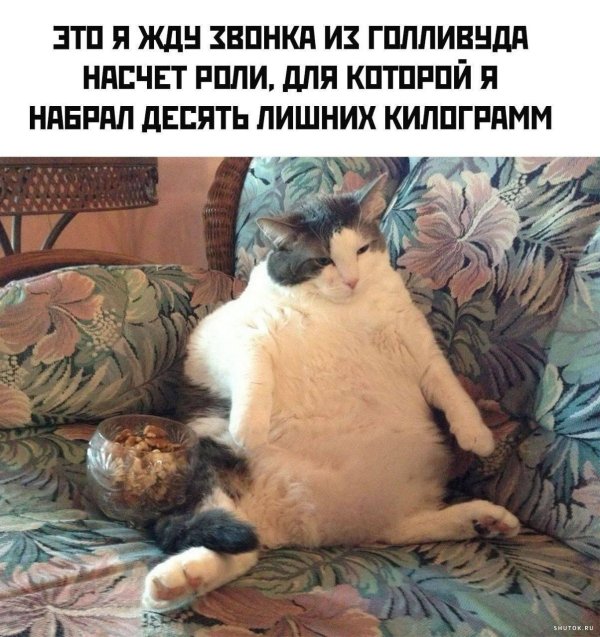 толстые кот