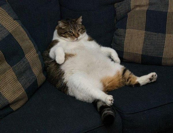 ленивые коты