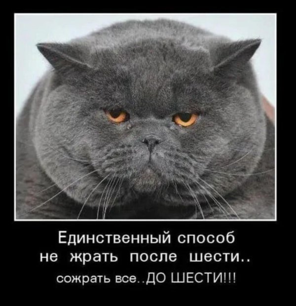 шуточные высказывания