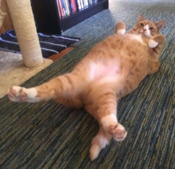 толстые коты
