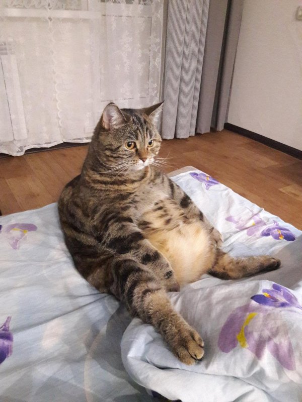 толстая кошка