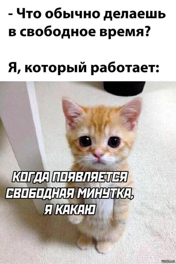прикольные котята