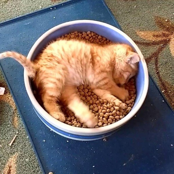 обожравшийся котенок