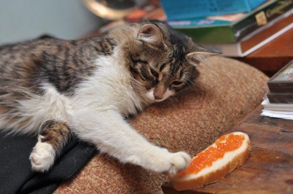 обожравшийся кот