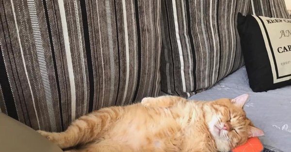 ленивые коты