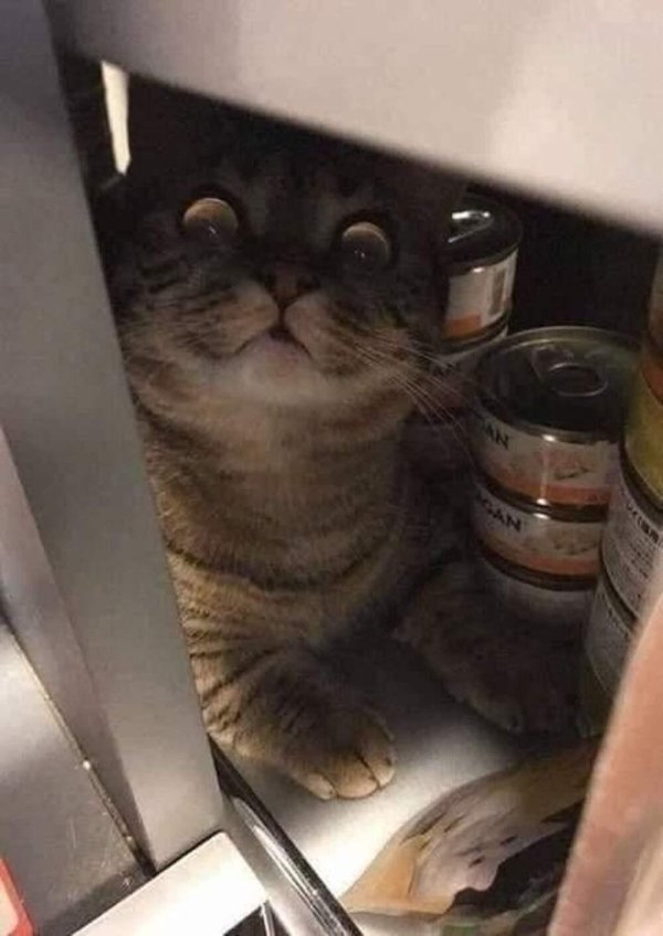 мем про кота