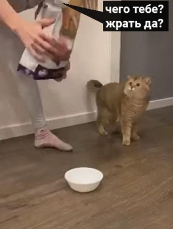 котик еда мем